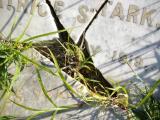 image of grave number 455263
